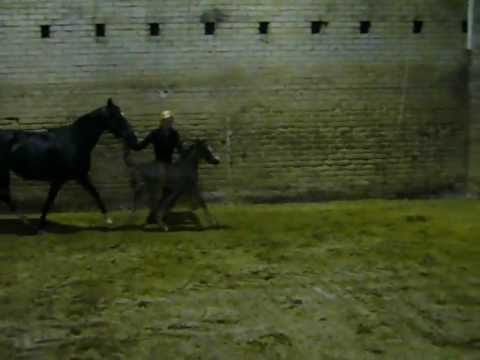 Hengstfohlen v. Batman x FS Pour L`amour