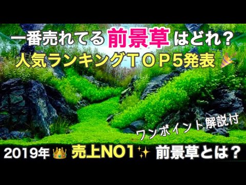 池の水草ベスト５！  庭園