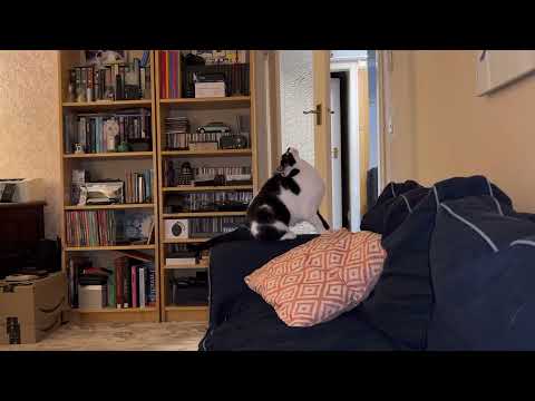 Sybil the cat in devilish mood