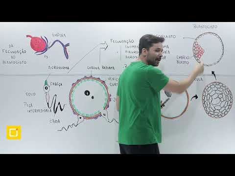 Embriologia 01 | BIOLOGIA 06