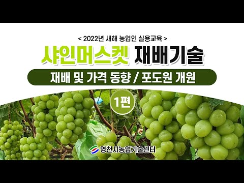 2022년 새해 농업인 실용교육(샤인머스켓 재배기술 01)-재배 및 가격동향/포도원 개원