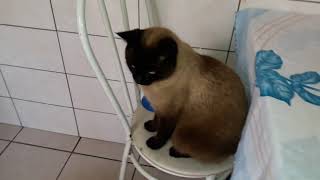 Humano meu prato ta vazio e eu estou com fome