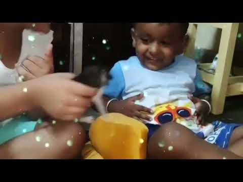 masti with 😺😺😺😺 catti #youtubeshorts #shortvideo #viral #funny #india #followforfollowback