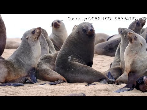 那密比亞海灘發現7000多隻海豹屍體：保護組織 (More than 7,000 dead seals found along Namibian beach: conservation group)