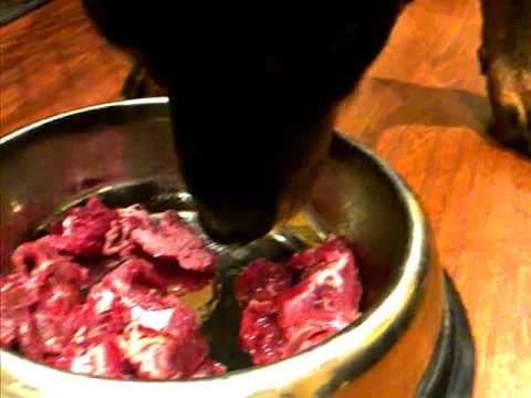 Dog Eating Raw Stewing beef