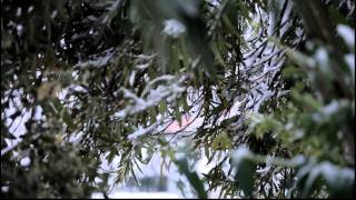 preview picture of video 'Nevicata a Rivalta di Torino - 29.01.2012 - in HD'