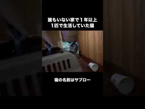人のいない真っ暗な家で１年以上1匹で生き抜いた子猫の保護に向かいました #保護猫 #野良猫 #子猫 #shorts