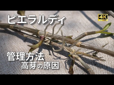 蘭を再び咲かせる方法