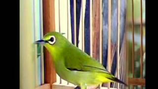 Download lagu Burung Pleci Betina - terapi Suara / Kicau Pleci mp3 Download lagu Burung Pleci Betina - terapi Suara / Kicau Pleci mp3