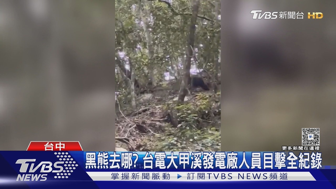 中橫便道驚見台灣黑熊！工程人員拍下「狂奔消失」畫面