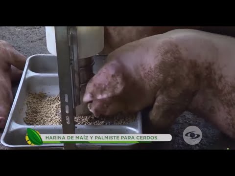 , title : 'Harina de maíz y palmiste, una alternativa de alimentación para sus cerdos - La Finca de Hoy'