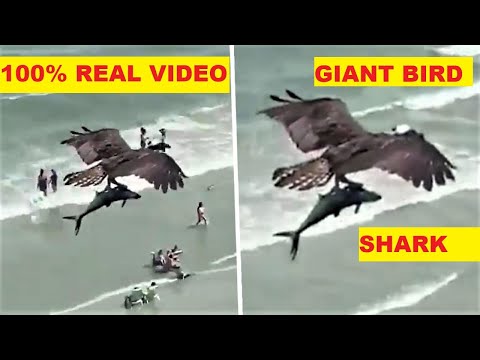 Beachgoers SHOCKED - Giant Condor BIRD carrying SHARK from the Ocean. (ACTUAL VIDEO)