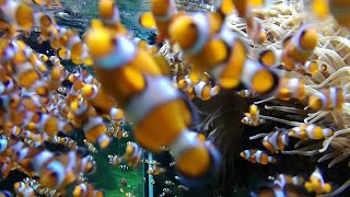 信じられない数の『ニモ』が見たい方へ（Monaco Maritime Museum）（Finding Nemo）