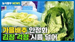 가을배추 걱정하지 마세요 | 김장채소 수급안정 대책