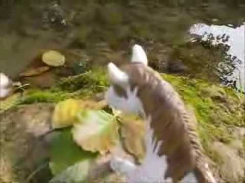 Sel, Patronin des Einhorns Folge 1 (Schleich Pferde Serie)