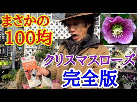 クリスマスローズを再び咲かせるにはどうすればいいですか？私たちのシンプルなアドバイス！  庭園