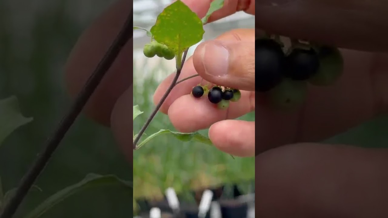 Weeds Intro in AGR 1001