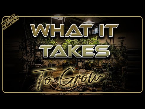 Weekly Harvest | What It Takes To Grow Cannabis Indoors A Week In The Garden