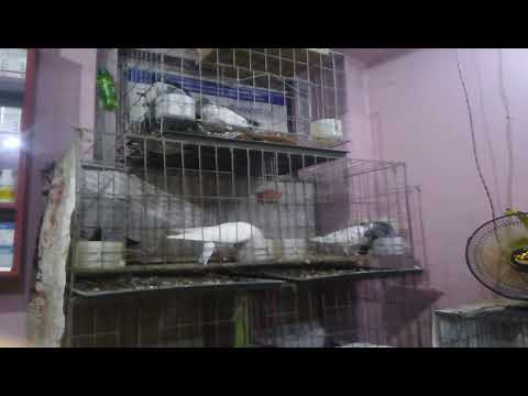 Rony vier Pegion house.....