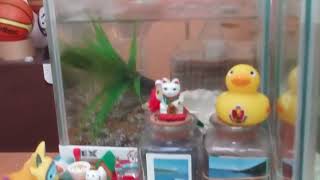 金魚、メダカ、うーパー、蟻に名前が決まった❗