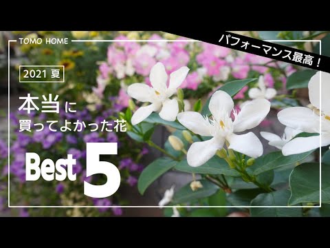 オレンジ色の熱波警報: この夏、庭を暑さから守るにはどうすればよいですか?実践すべき6つの効果的なヒント!  庭園