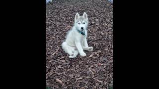 Husky Baby und Spirit der gute Geist Teil 2