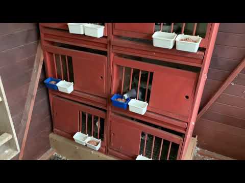 Beginners GUIDE TO PIGEON BREEDING - Part 1 Birmingham Roller Pigeons