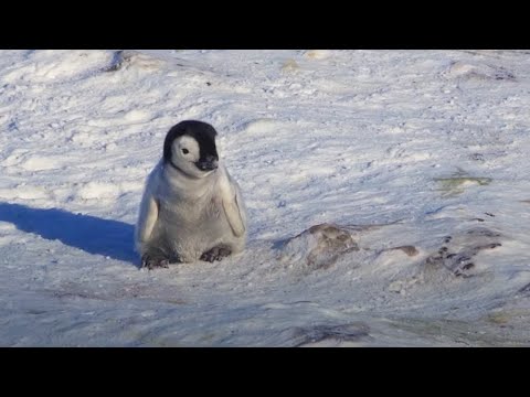 Shy Baby Penguin Tries to Make Friends - Adorable!