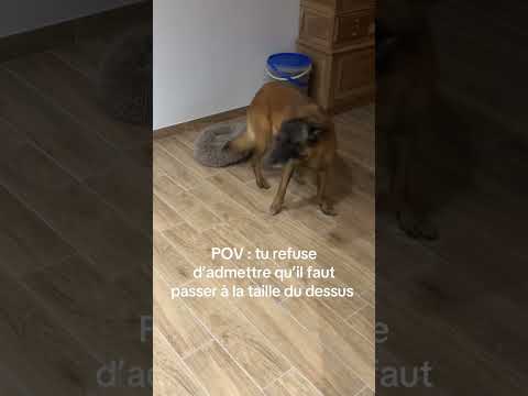 Il a un plus gros panier rassurez-vous #chien #humour