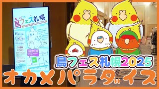 鳥フェス札幌2025「オカメパラダイス」お知らせあります!!!