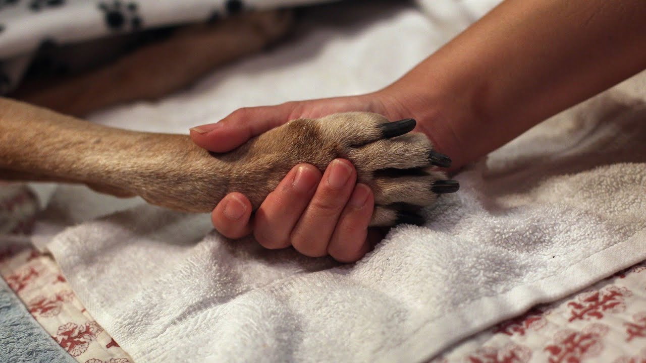 ¿Cuánto tiempo puede vivir un perro con linfoma con tratamiento?