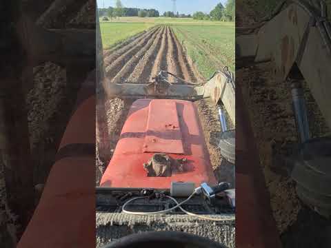 redlenie ziemniaków c330 #ursus #ciapek #farming #hit