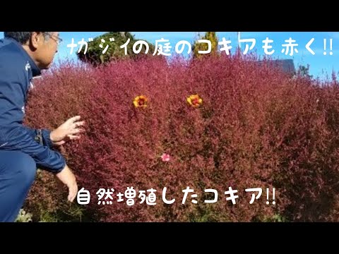 アオカケスの知性は好きな食べ物の行動を引き寄せる