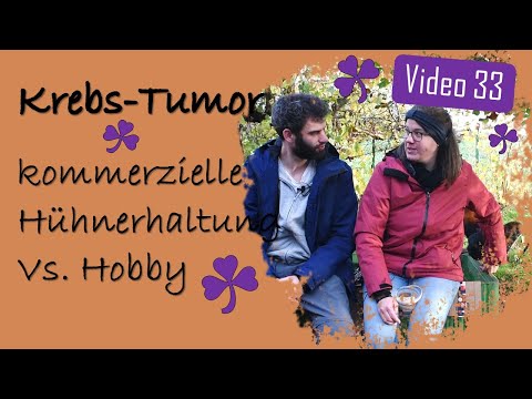 Henne hatte Tumor am Bauch &  kommerzielle Hühnerhaltung vs. Hobbyhalter - Hühner 33