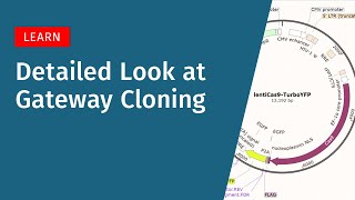 Gateway Cloning in Depth: The Two-Step Recombination Reaction Explained