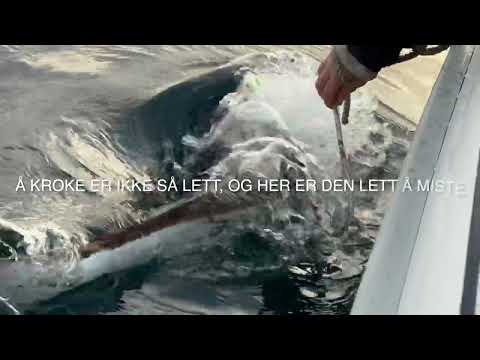 Kveitefiske med stang på Helgelandskysten!