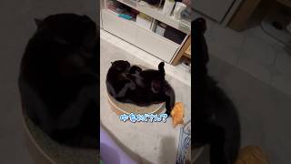 おじさんが入ってる黒猫 #shorts #猫のいる暮らし #ねこライフ #cat #猫のいる風景  #catshortsfunny