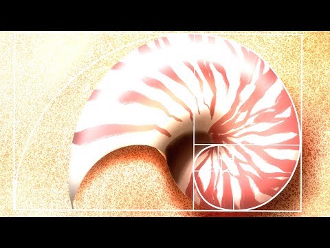 数列のミリョクII（自然界の数列と漸化式）（神奈川大学工学部数学教室　矢島幸信教授）Kanagawa University, Prof. Yukinobu Yajima
