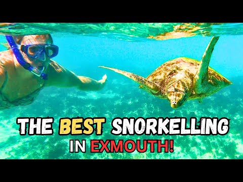 FIND out WHERE the BEST snorkelling spots are in EXMOUTH!! TURTLES / SHARKS / AMAZING FISH!!!!