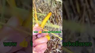 Download lagu wow 👍 rezeki nomplok belut berkeliaran #shortvideo mp3