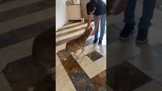 Video preview image #1 American Staffordshire Terrier-Unknown Mix Puppy For Sale in San Diego, CA, USA