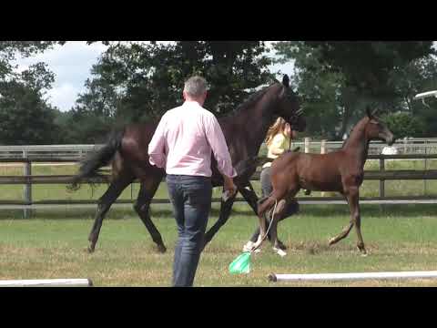 Fohlenrundfahrt 2021 - 11 Hengstfohlen v. Balou du Rouet