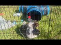 Chihuahua dogs for sale: Full AKC Green Eyed Faith   - Video 2