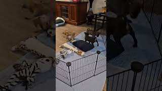 Video preview image #1 Pom-A-Pug Puppy For Sale in Arlington, WA, USA