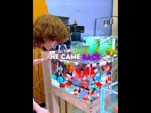 this cotton ball accidentally cleaned his entire fish tank 😳🐟 #usa