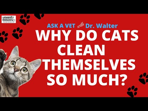 WHY DO CATS CLEAN THEMSELVES SO MUCH?