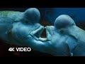 The Sex Shifting Fish 4K UHD Blue Planet II BBC Earth