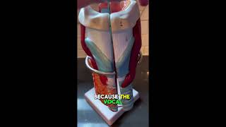 Men&#39;s Adam&#39;s Apple:  What is it for?  #adamsapple #malevoice #puberty