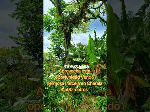 🌿 ¡Excelente oportunidad de inversión en Charala santander