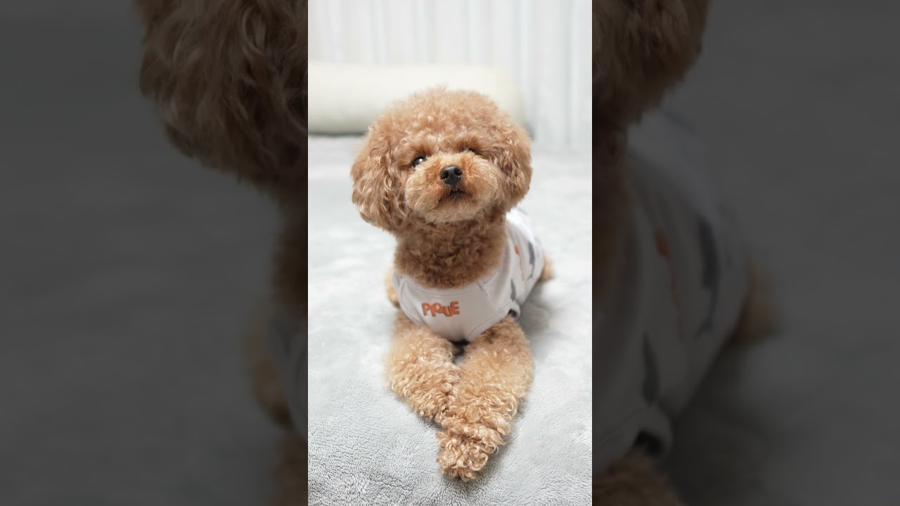 何度も首をかしげる犬が可愛すぎた #Shorts